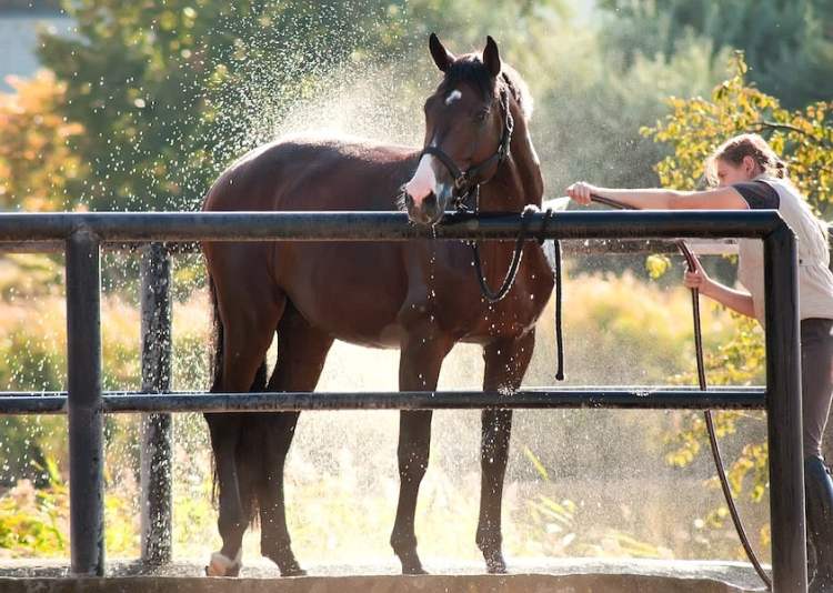 How to care for shampooed horses in winter